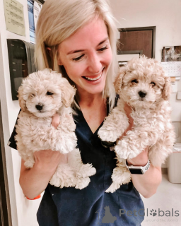 Zdjęcie №1.  - na sprzedaż w El Paso | 2541zł | Zapowiedź №147631