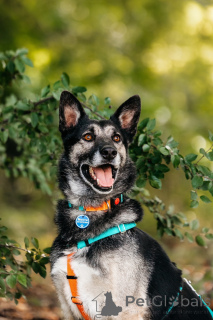 Zdjęcie №2 do zapowiedźy № 137390 na sprzedaż   - wkupić się Federacja Rosyjska 