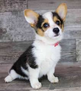 Zdjęcie №4. Sprzedam welsh corgi w Exeter.  - cena - Bezpłatny