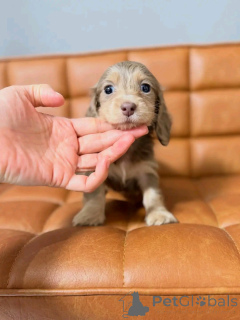 Zdjęcie №2 do zapowiedźy № 164548 na sprzedaż  jamnik - wkupić się Finlandia prywatne ogłoszenie, ze schronu