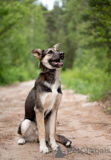 Zdjęcie №2 do zapowiedźy № 145662 na sprzedaż  pies nierasowy - wkupić się Federacja Rosyjska prywatne ogłoszenie