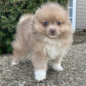 Zdjęcie №1. szpic miniaturowy - na sprzedaż w Berlin | 1913zł | Zapowiedź №135996