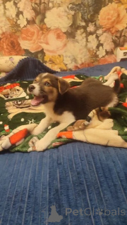 Zdjęcie №4. Sprzedam pies nierasowy w Rzeka Moskwa. prywatne ogłoszenie - cena - Bezpłatny