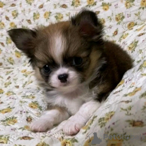 Zdjęcie №1. yorkshire terrier - na sprzedaż w Paryż | negocjowane | Zapowiedź №126840