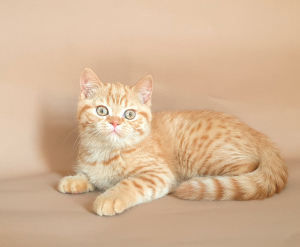 Zdjęcie №2 do zapowiedźy № 6243 na sprzedaż  kot brytyjski krótkowłosy - wkupić się Białoruś od żłobka