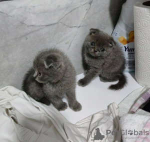 Zdjęcie №1. scottish fold - na sprzedaż w Zürich | 1046zł | Zapowiedź № 117706