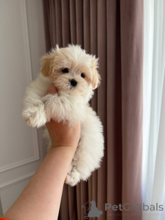 Zdjęcie №1. maltipu - na sprzedaż w Aleksandria | negocjowane | Zapowiedź №167217