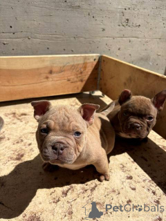 Zdjęcie №3. Egzotyczne mikro szczenięta American Bully. Serbia