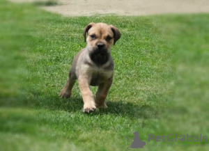 Zdjęcie №2 do zapowiedźy № 123668 na sprzedaż  boerboel - wkupić się Niemcy 