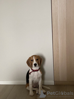 Zdjęcie №2. Usługi krycia beagle (rasa psa). Cena - Bezpłatny