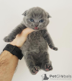 Zdjęcie №1. scottish fold - na sprzedaż w Калифорния Сити | 951zł | Zapowiedź № 96243