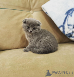 Zdjęcie №1. scottish fold - na sprzedaż w Floral Park | 1188zł | Zapowiedź № 96237