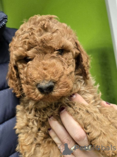 Zdjęcie №2 do zapowiedźy № 138675 na sprzedaż  pudel (royal) - wkupić się Serbia 