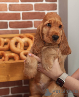 Zdjęcie №3. Cocker spaniel angielski. Białoruś