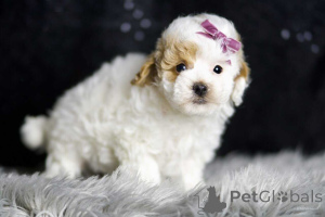 Zdjęcie №1. maltipu - na sprzedaż w Berlin | 4305zł | Zapowiedź №149852