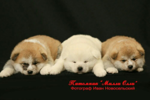 Zdjęcie №1. akita (rasa psa) - na sprzedaż w Moskwa | 4235zł | Zapowiedź №2289