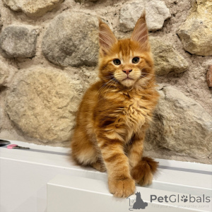Zdjęcie №1. maine coon - na sprzedaż w Ostrava | negocjowane | Zapowiedź № 171100