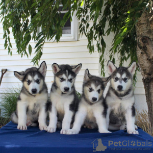 Zdjęcie №1. alaskan malamute - na sprzedaż w Parkano | Bezpłatny | Zapowiedź №128376