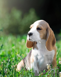 Zdjęcie №2 do zapowiedźy № 103658 na sprzedaż  beagle (rasa psa) - wkupić się USA prywatne ogłoszenie