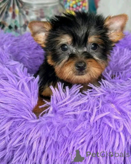 Zdjęcie №2 do zapowiedźy № 139118 na sprzedaż   - wkupić się USA hodowca