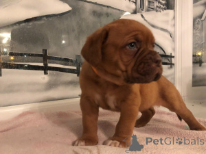 Zdjęcie №3. Dobrze wyszkolone szczenięta płci męskiej i żeńskiej Dogue de Bordeaux. Honduras