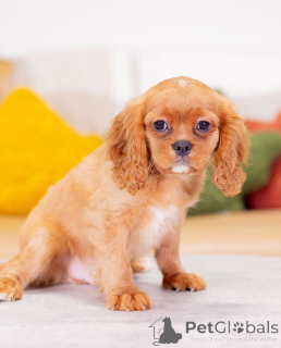 Zdjęcie №2 do zapowiedźy № 155455 na sprzedaż  cavalier king charles spaniel - wkupić się Austria prywatne ogłoszenie
