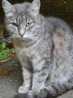 Zdjęcie №2 do zapowiedźy № 149171 na sprzedaż   - wkupić się Federacja Rosyjska prywatne ogłoszenie