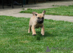 Dodatkowe zdjęcia: Mastif południowoafrykański Boerboel szczenięta