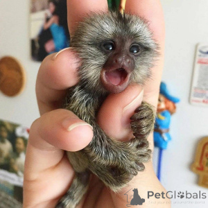 Zdjęcie №3. Do adopcji więcej informacji udzielę priv. Szwajcaria