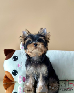 Zdjęcie №4. Sprzedam yorkshire terrier w Seydispjordur. prywatne ogłoszenie - cena - negocjowane