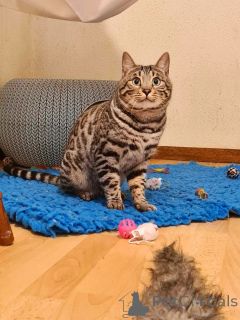 Zdjęcie №1. kot bengalski - na sprzedaż w Amersfort | negocjowane | Zapowiedź № 145455