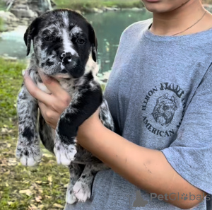 Zdjęcie №1. american mastiff - na sprzedaż w Fijnaart | negocjowane | Zapowiedź №161248