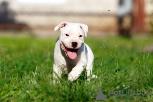 Zdjęcie №3. Szczeniak rasy American Staffordshire Bull Terrier. Polska