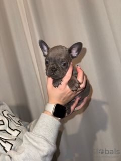 Zdjęcie №2 do zapowiedźy № 132701 na sprzedaż  buldog francuski - wkupić się Niemcy prywatne ogłoszenie