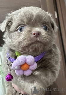 Zdjęcie №4. Sprzedam chihuahua (rasa psów) w Sivats.  - cena - negocjowane