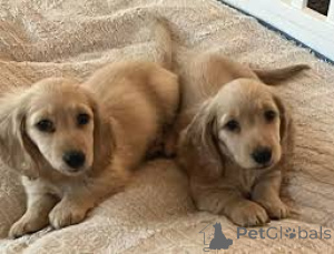 Zdjęcie №3. Cuccioli di Bassotto w Vendita. Włochy