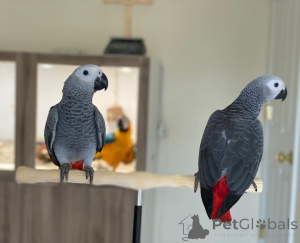 Zdjęcie №1.  - na sprzedaż w Los Altos | Bezpłatny | Zapowiedź №139131