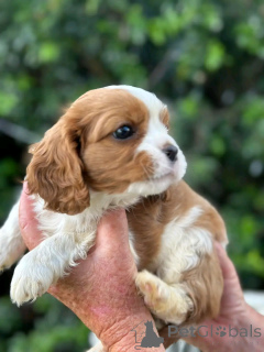 Zdjęcie №4. Sprzedam cavalier king charles spaniel w Berlin. hodowca - cena - 2392zł