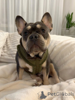 Zdjęcie №1. buldog francuski - na sprzedaż w Berdorf | negocjowane | Zapowiedź №157835