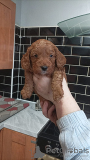 Zdjęcie №2 do zapowiedźy № 132753 na sprzedaż   - wkupić się Niemcy prywatne ogłoszenie