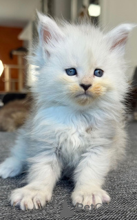 Zdjęcie №1. maine coon - na sprzedaż w Berlin | negocjowane | Zapowiedź № 158796