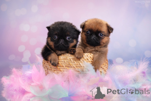 Zdjęcie №1. brabantczyk - na sprzedaż w Rzeka Moskwa | 2578zł | Zapowiedź №161854