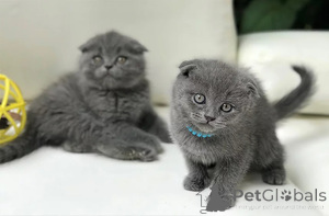 Zdjęcie №1. scottish fold - na sprzedaż w Antwerpia | Bezpłatny | Zapowiedź № 154176