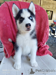 Zdjęcie №1. husky syberyjski - na sprzedaż w Lenny | negocjowane | Zapowiedź №169349