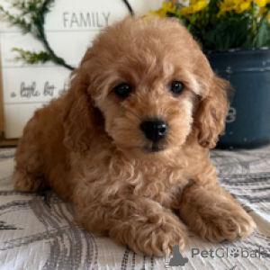 Zdjęcie №4. Sprzedam pudel (zabawka) w Hamburg. prywatne ogłoszenie - cena - 1435zł