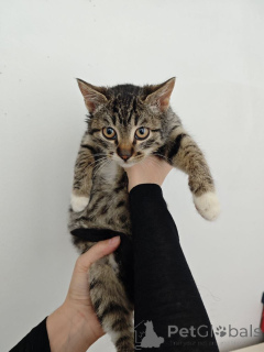 Zdjęcie №1.  - na sprzedaż w Rzeka Moskwa | Bezpłatny | Zapowiedź № 159964