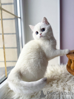 Zdjęcie №1. scottish fold - na sprzedaż w Monachium | negocjowane | Zapowiedź № 165014