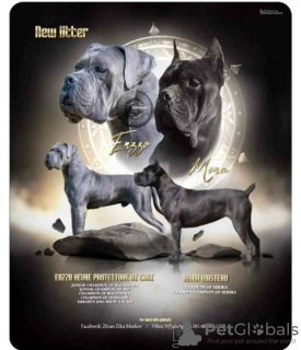 Dodatkowe zdjęcia: Szczenięta Cane Corso