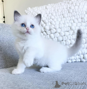 Zdjęcie №1. ragdoll - na sprzedaż w Skały | 13439zł | Zapowiedź № 176622
