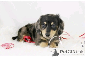 Zdjęcie №1. jamnik - na sprzedaż w Berlin | 2631zł | Zapowiedź №165378